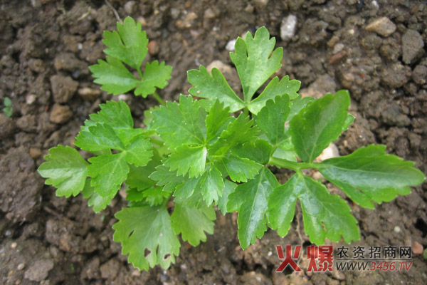 芹菜种植时间