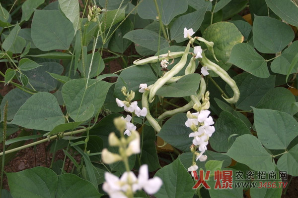 四季豆种植方法