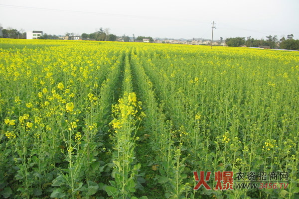 油菜种植时间