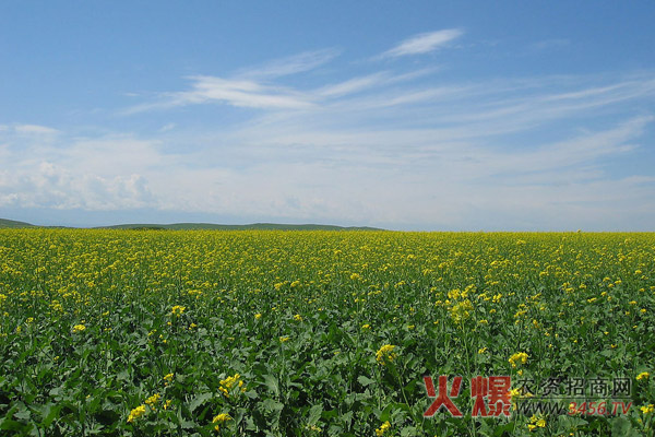 油菜种植方法