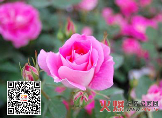蔷薇花