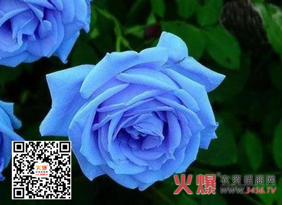 蔷薇花