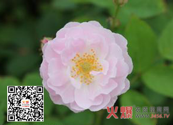 蔷薇花