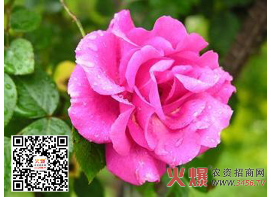 蔷薇花