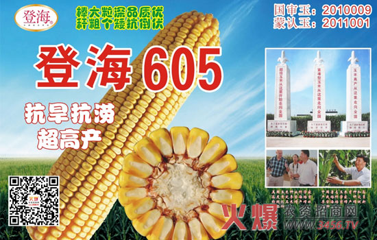 登海605玉米种亩产量