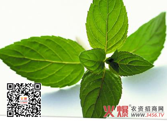 薄荷
