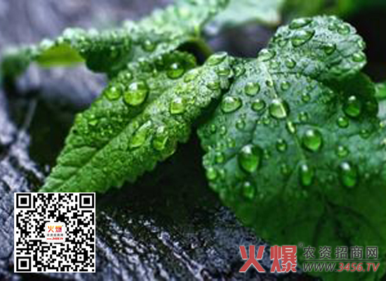 薄荷