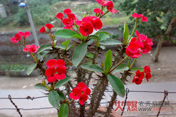 刺梅花放卧室有毒吗,刺梅花图片