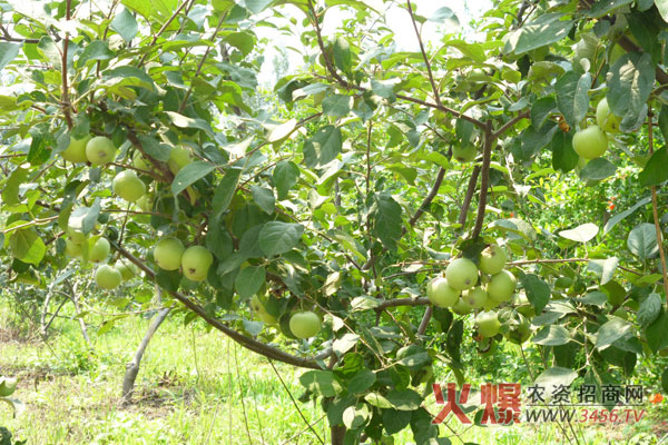 苹果树病虫害防治