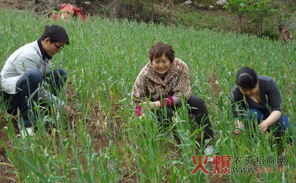 小麦抽穗扬花期时间