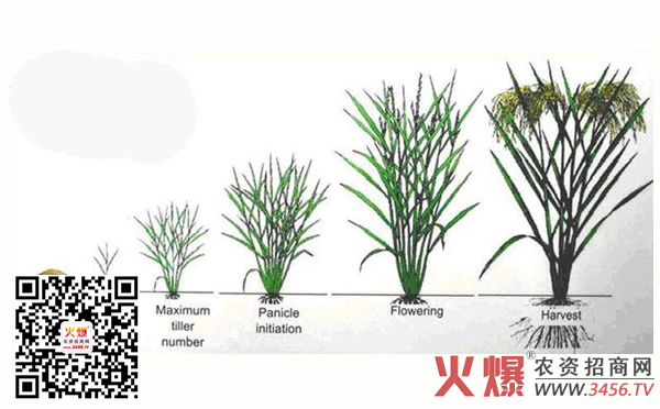 水稻生长期吸肥效果图