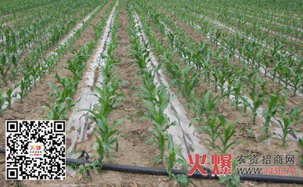 玉米灌溉方式