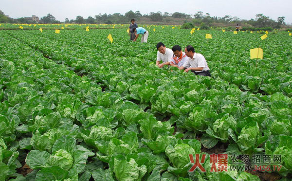 种植什么蔬菜最赚钱