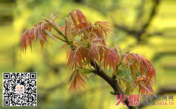 香椿的种植方法