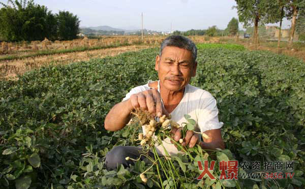 花生亩产多少斤,花生亩产量