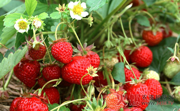 草莓亩产量