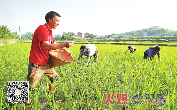 种水稻施什么肥好？
