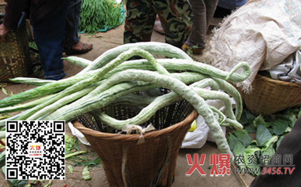 蛇豆种植方法