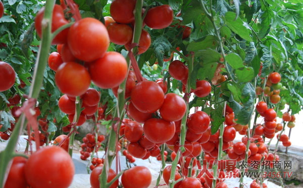西红柿亩产量