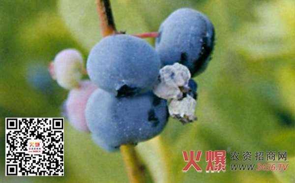 蓝莓常见病虫害