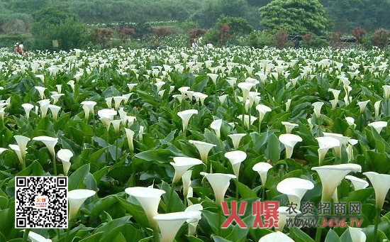 种滴水观音施什么肥最好