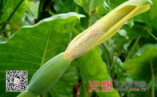 滴水观音施肥要点
