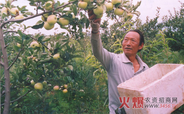 苹果亩产量