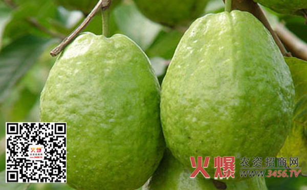番石榴怎么施肥