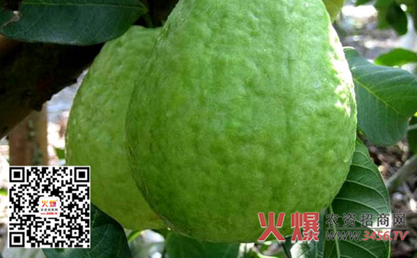 番石榴怎么施肥