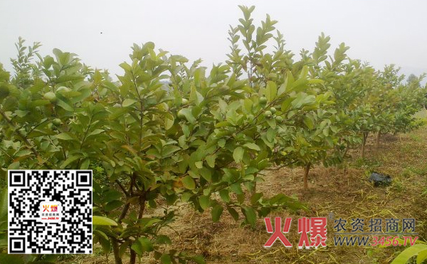 番石榴的吃法