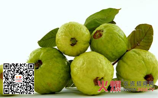 番石榴怎么吃