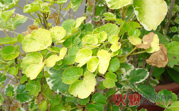 福禄桐怎么养