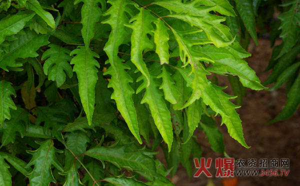 福禄桐的养殖方法