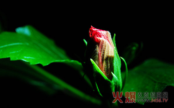 木菊花怎么养