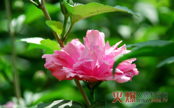 木菊花的养殖方法