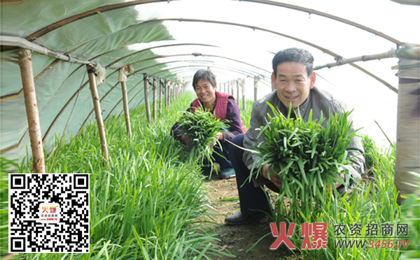 大棚韭菜种植图片