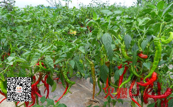 辣椒的种植方法