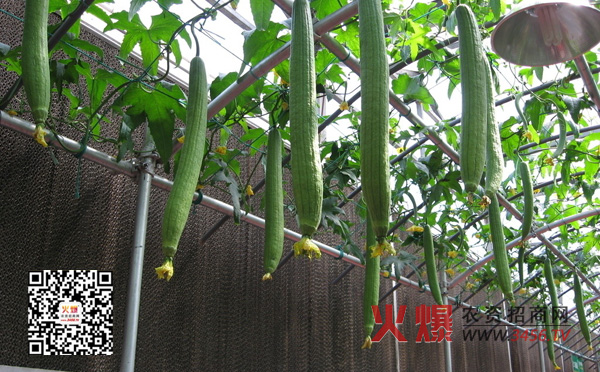 丝瓜的种植方法