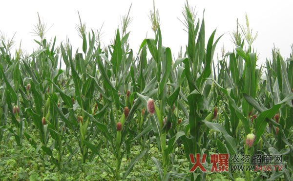 玉米底肥施用方法
