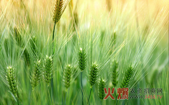小麦吸浆虫防治时间