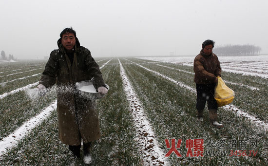 小麦追肥时间