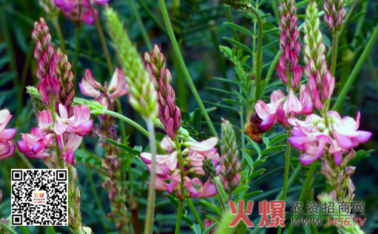 紫花苜蓿的种植方法