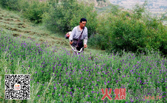 紫花苜蓿的种植方式