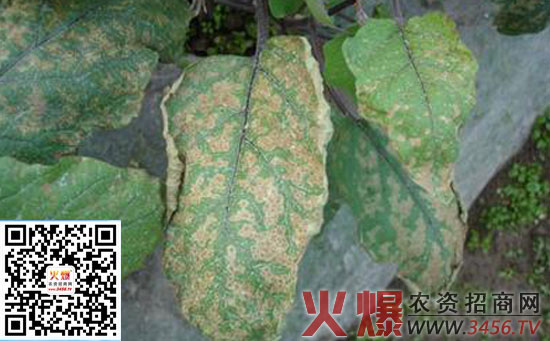 茄子苗期病害的防治方法