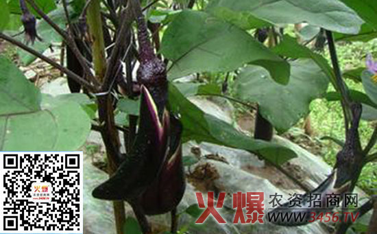 茄子苗期病害的防治方法