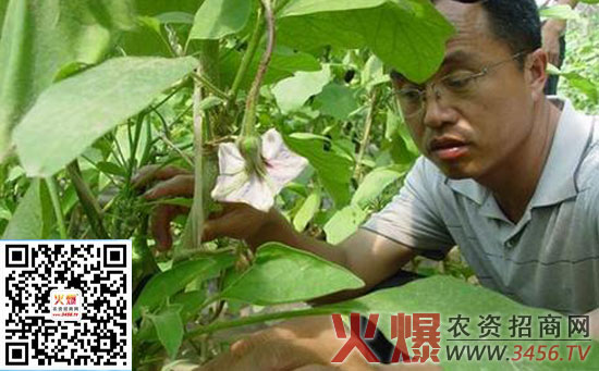 茄子苗期病害的防治方法