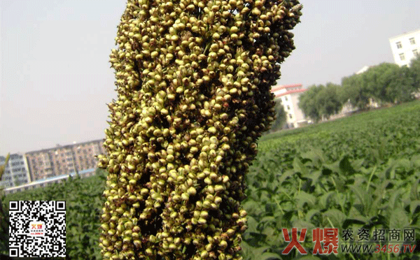 甜高粱种植技术