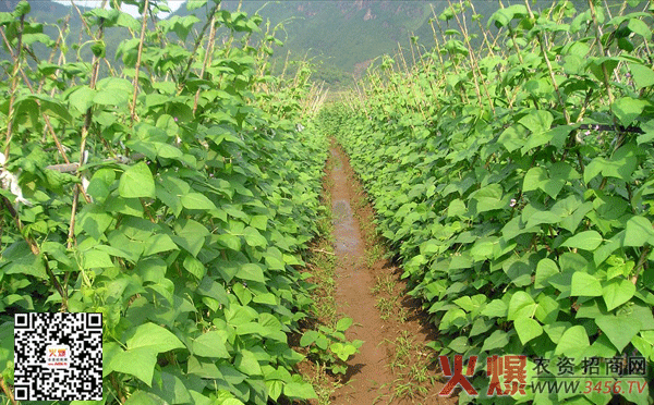 四季豆种植方法