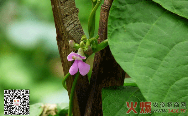 四季豆种植方法