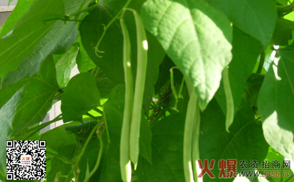 四季豆种植方法